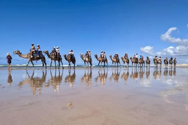 史帝芬港生態旅行(騎駱駝+驚奇滑沙)