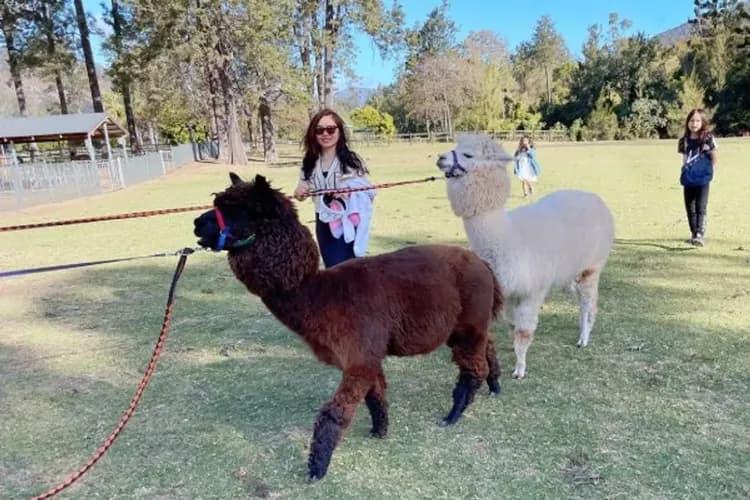 【賀歲黃金凱恩斯、預購減3000】絕美大堡礁、熱帶雨林探險、莫瑞頓海豚島、室內跳傘體驗九日-7