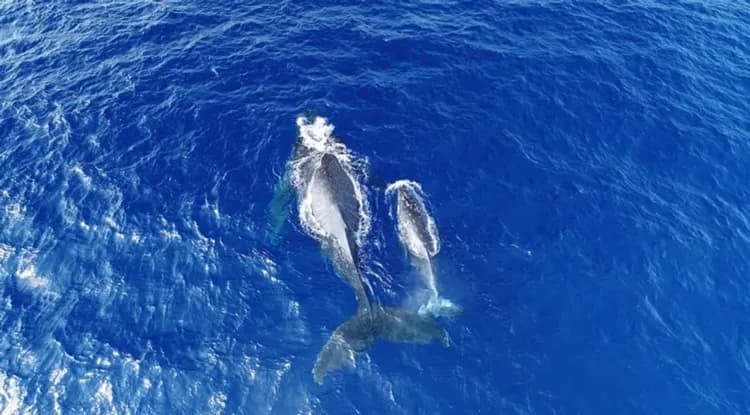 迎春-2000｜沖繩旅遊｜今歸仁城跡賞櫻.美國村冬季彩燈.美麗海水族館四日~保證入住2晚國際品牌酒店｜台中出發-7