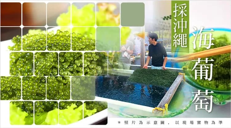 迎春-2000｜沖繩旅遊｜今歸仁城跡賞櫻.美國村冬季彩燈.美麗海水族館四日~保證入住2晚國際品牌酒店｜台中出發-11