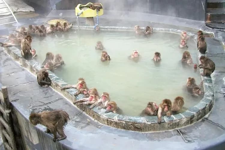 北海道喜迎春～小樽函館山、尼克斯企鵝秀、層雲峽冰瀑祭、三大蟹三溫泉五日