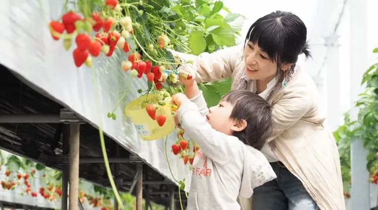 草莓採果樂(草莓吃到飽)