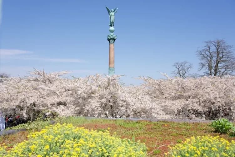 哥本哈根賞櫻趣