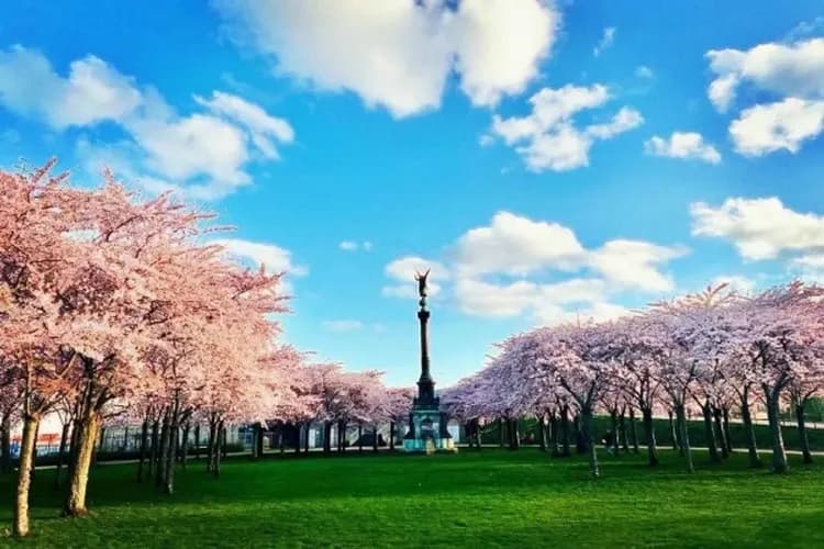 哥本哈根賞櫻趣