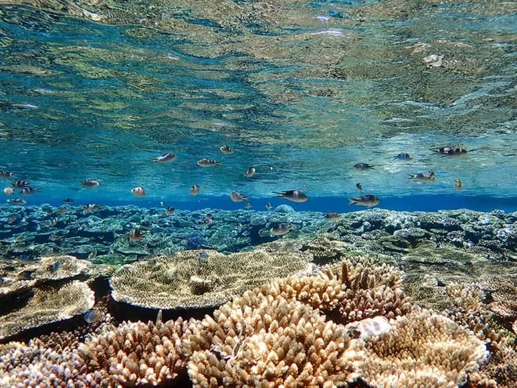 【石垣島半日遊】藍洞浮潛探險 & 邂逅海龜之旅 ｜含接送-7