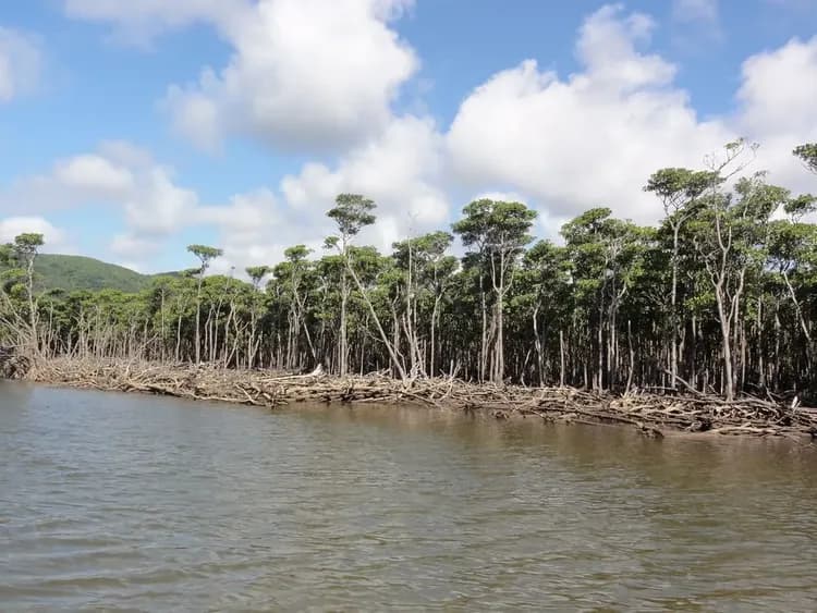 【石垣島出發】西表島・由布島悠閒半日遊｜紅樹林遊船＆水牛車體驗 (含午餐)-5