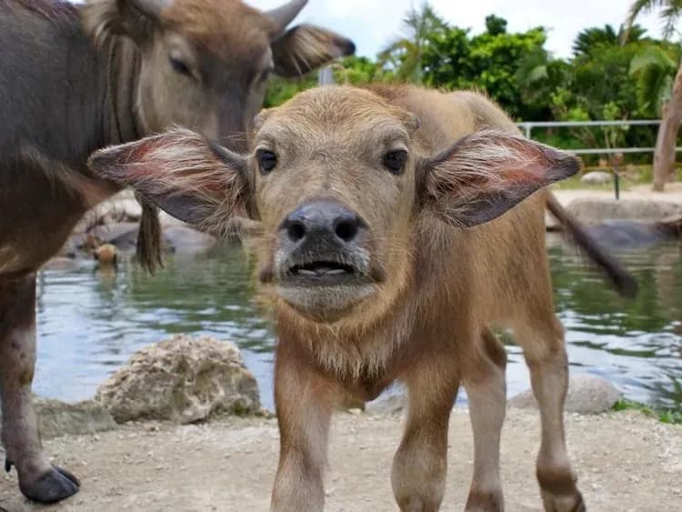 【石垣島出發】西表島・由布島悠閒半日遊｜紅樹林遊船＆水牛車體驗 (含午餐)-8