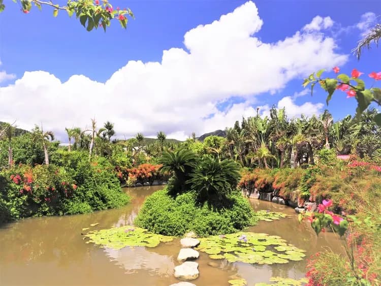 【石垣島出發】西表島・由布島悠閒半日遊｜紅樹林遊船＆水牛車體驗 (含午餐)-9