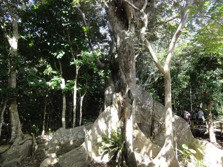 【石垣島出發】西表島・由布島悠閒半日遊｜紅樹林遊船＆水牛車體驗 (含午餐)-7