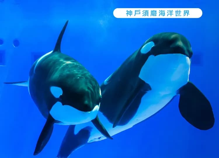 繽紛星體驗關西四都5日.全新開幕神戶須磨海洋世界.嵐山叮叮車.米其林清水寺.奈良小鹿.和牛龍蝦(華航)