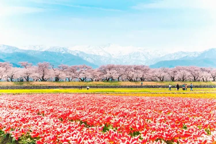 花現北陸～新穗高纜車、合掌村兼六園、朝日町四重奏、能作觀光工廠五日