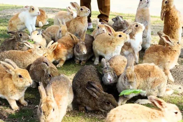 竹原兔子島秘境