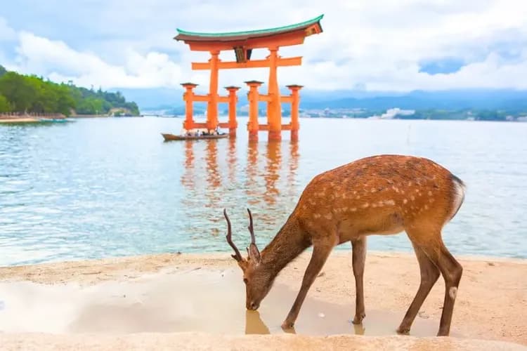 TXG高松山陽～宮島嚴島神社、竹原兔子島、倉敷美觀地區、兩晚溫泉美饌五日