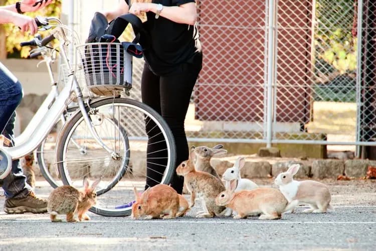 竹原兔子島秘境