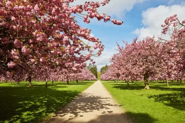 國璽公園-國璽公園(花都賞櫻)