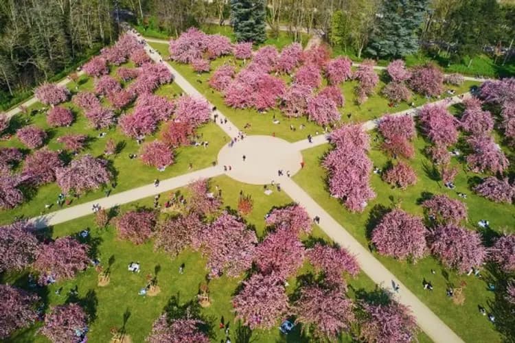 國璽公園-國璽公園(花都賞櫻)