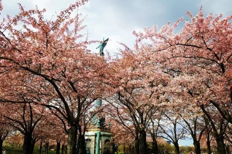 哥本哈根賞櫻趣