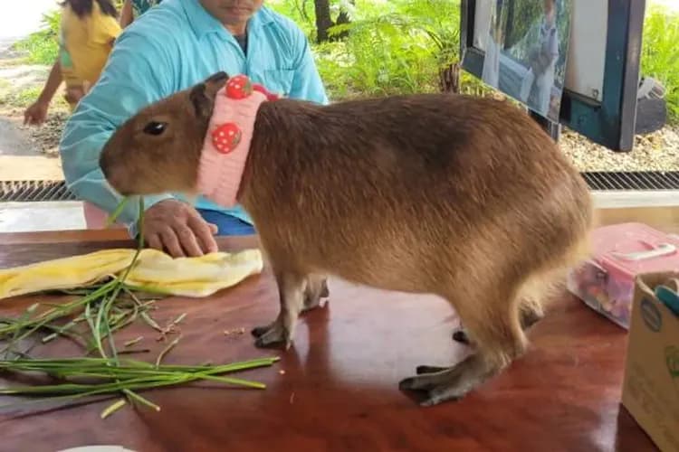大城動物園(吉普車長頸鹿美拍)