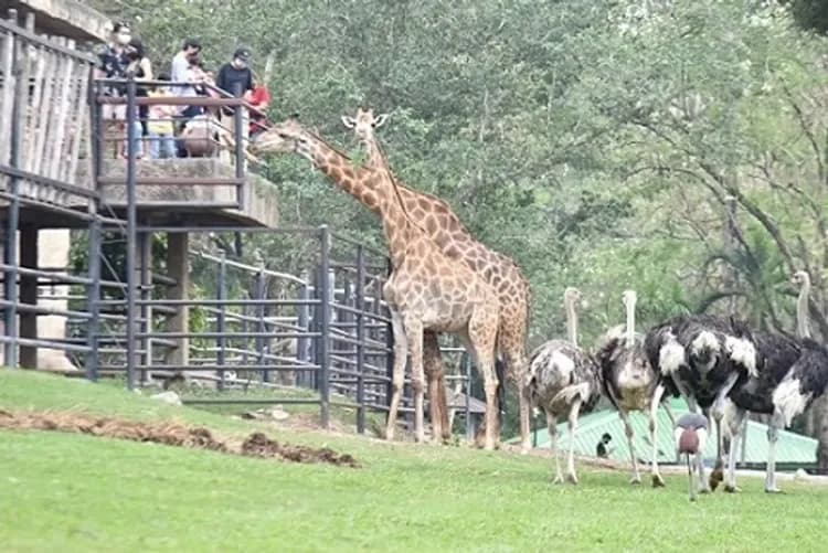 綠山動物園(含遊園車)