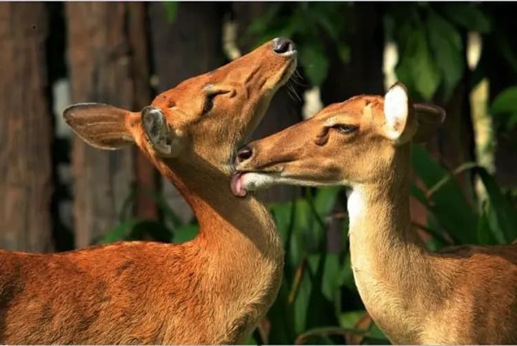 嗨玩曼芭～綠山動物園、安帕瓦府漫遊、泰式雙享風情、水上漂浮咖啡廳五日-9