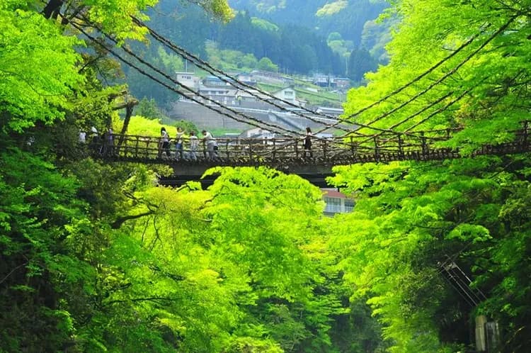 ITF旅展優惠價~愛媛松山四國|星野集團OMO7.金刀比羅宮.檮原町建築巡禮.大步危遊船.葛藤橋.弘人市場.酒藏.五日-14