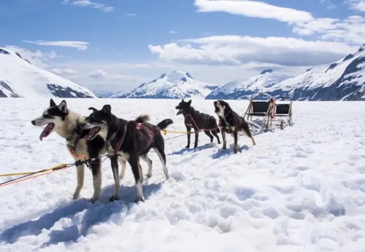 阿拉斯加狗拉雪橇