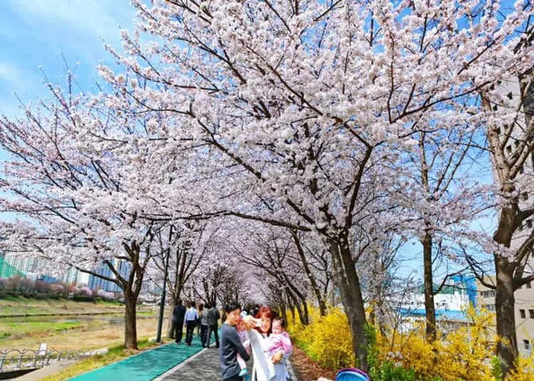 韓國櫻紛飛(松山/金浦)～樂天世界、首爾櫻花步道、跑男體驗館、全程五星飯店五日