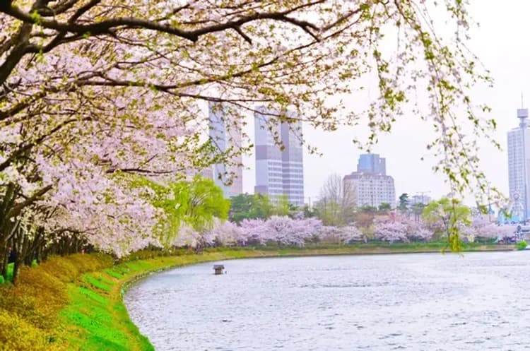 樂天世界(門票+自由券+石村湖賞櫻)