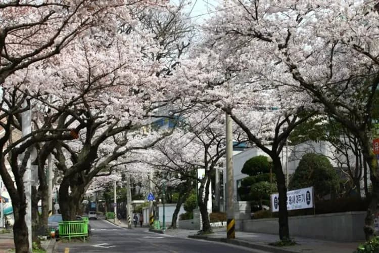 典農路 櫻花隧道-賞櫻最前線