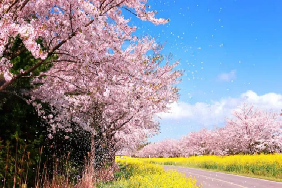 最美麗道路-鹿山路-黃金油菜花海