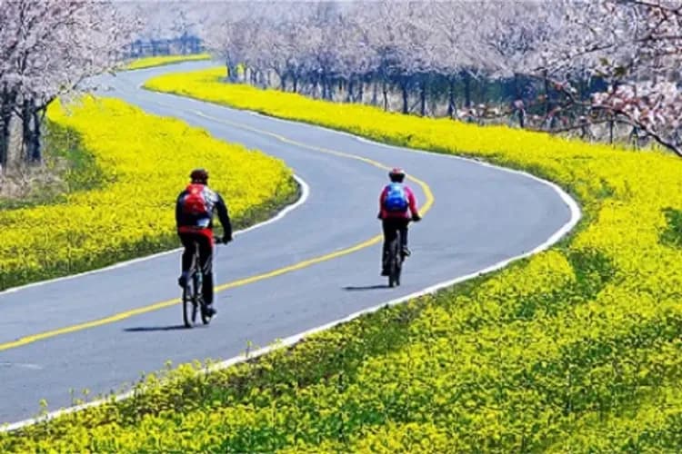 加時里（鹿山路）-櫻花隧道、油菜花