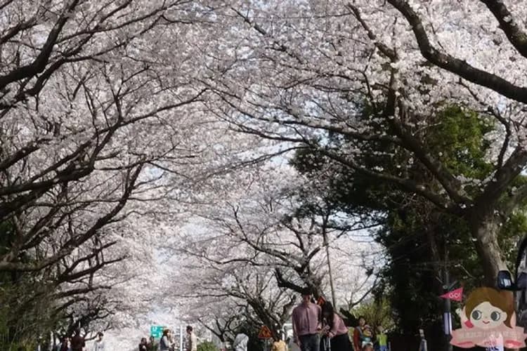 花漾藍調濟州～最美櫻花隧道、牛島海洋公園、華麗百匯晚餐、五星藍鼎酒店五日-7
