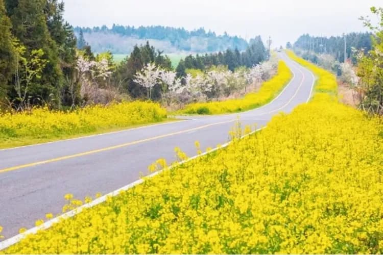 濟州島春天最美麗道路-鹿山路-櫻花隧道、油菜花