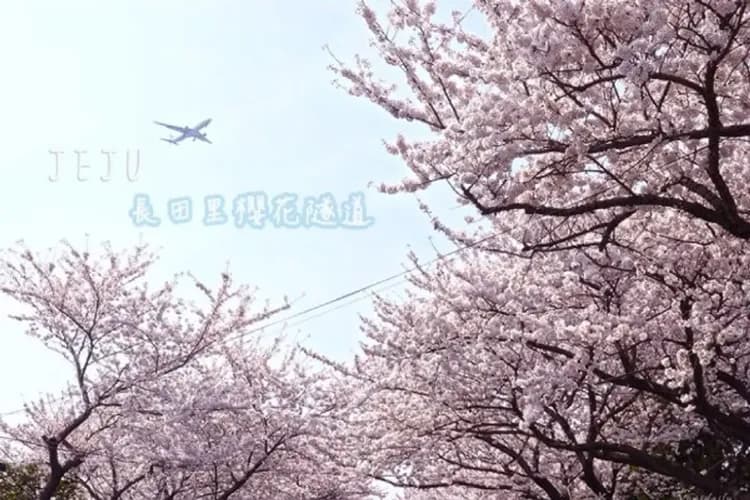 涯月邑 長田里櫻花隧道-櫻花隧道、油菜花