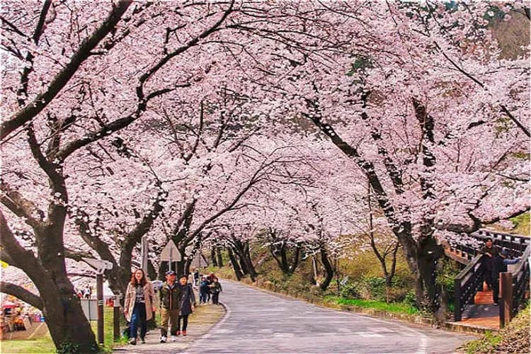 濟州大學 櫻花隧道-櫻花隧道、油菜花