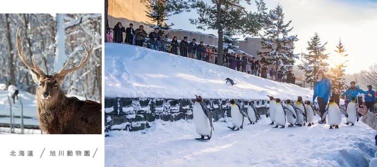 銀雪幸福北海道破冰船四溫泉7日.森林精靈露台.戲雪7合1.旭山動物園.丹頂鶴.小樽下午茶.三大蟹吃到飽-6