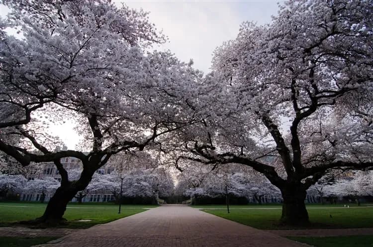 加拿大極光｜黃刀鎮賞極光3晚、玻璃帳篷、狗拉雪橇、雪上摩托車、西雅圖太空針塔、溫哥華１０日-6