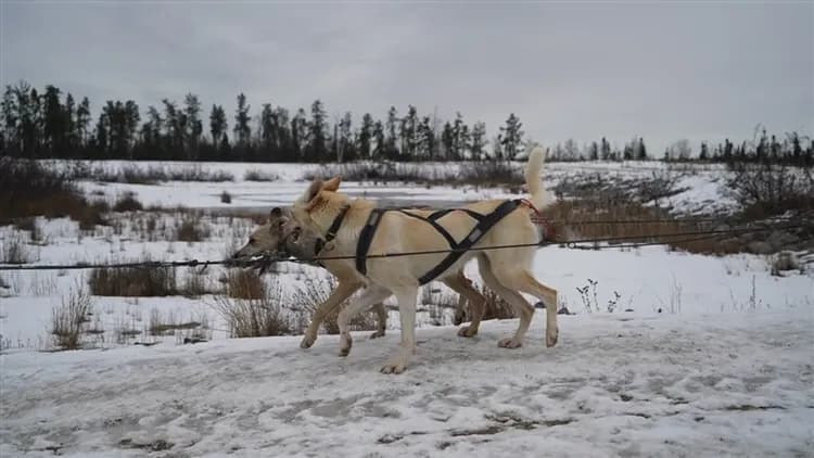 加拿大極光｜黃刀鎮賞極光3晚、玻璃帳篷、狗拉雪橇、雪上摩托車、西雅圖太空針塔、溫哥華１０日-11