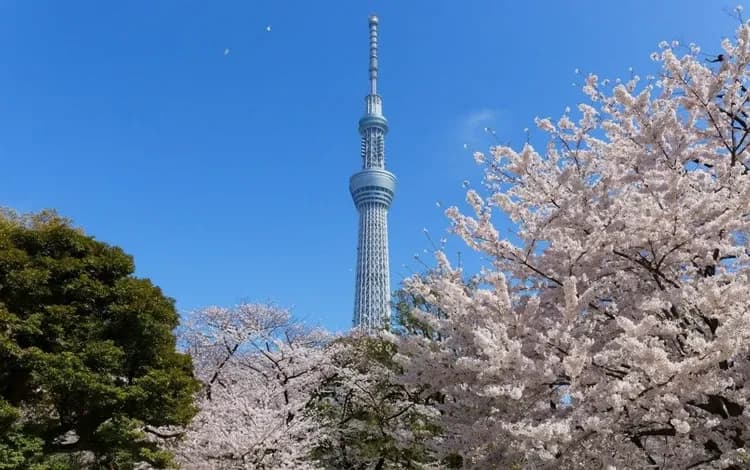 照片取自日本國家旅遊局官網-東京櫻花漫遊