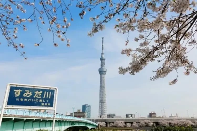 照片取自日本國家旅遊局官網-東京櫻花漫遊