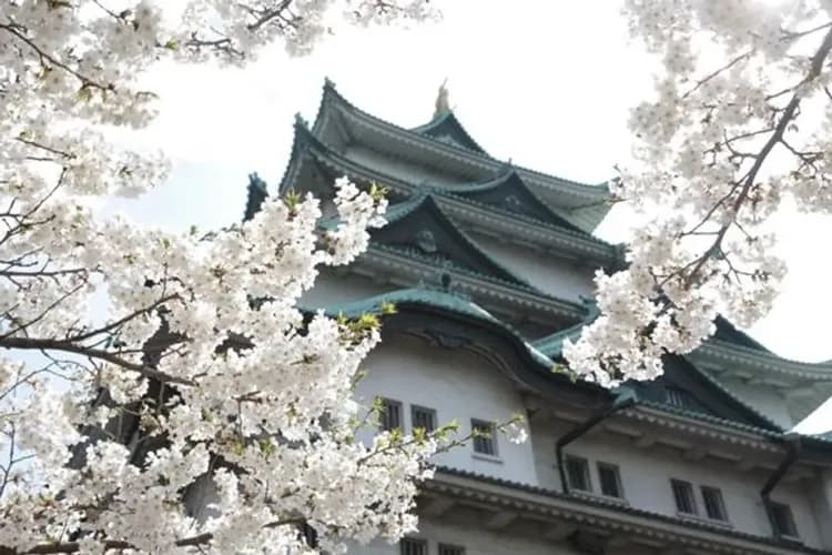 名古屋城(賞櫻；金鯱城)