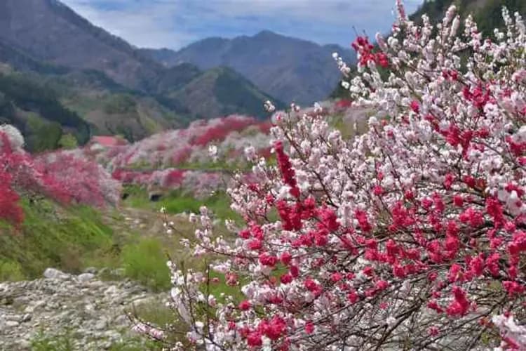 阿智昼神観光局提供-阿智村花桃之里