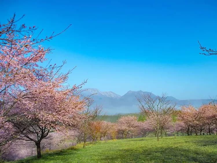春櫻九州鐵道～九重夢吊橋、別府空中纜車、日本百選溫泉、由布院之森列車五日-6