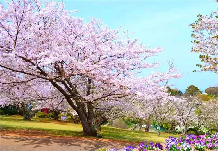 櫻花戀九州～能古島櫻花祭、湯布院金鱗湖、長腳蟹吃到飽、三隈川屋形船五日-9