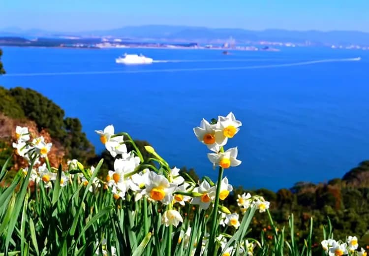 能古島(賞櫻；船程約10分鐘)