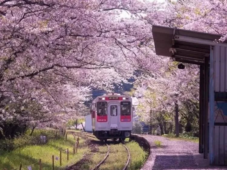 櫻花戀九州～豪斯登堡、御船山樂園、柳川扁舟搖船、日本櫻情百選五日