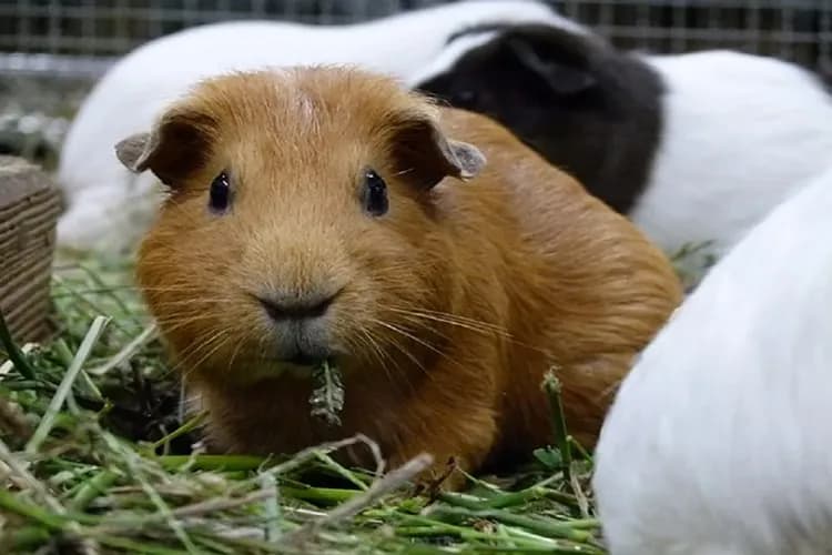 上野動物園官網-上野動物園