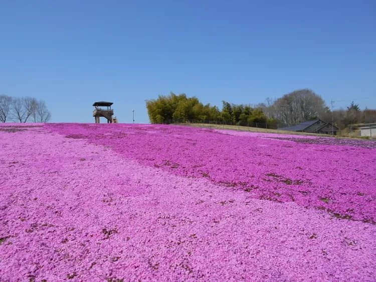 照片取自市貝町観光協会-芝櫻地毯-市貝町芝櫻公園