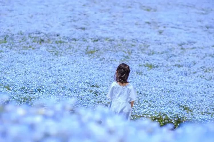 藍色粉蝶花海-常陸海濱公園
