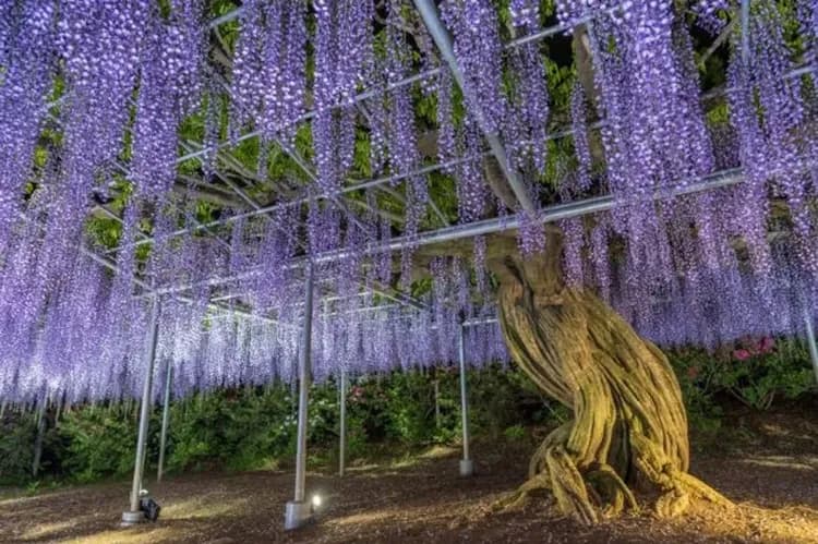 足利花卉公園(夢幻紫藤隧道)